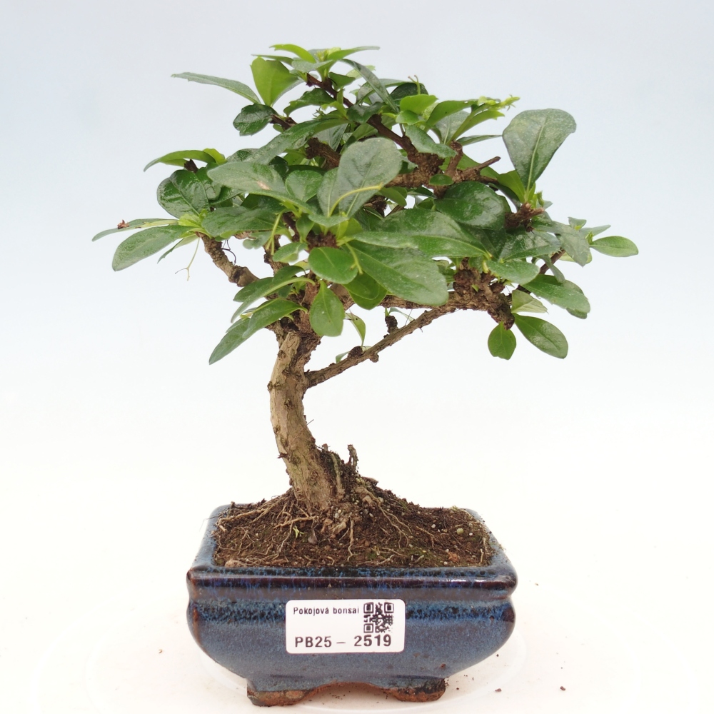 Izbová bonsai - Carmona macrophylla - Čaj fuki