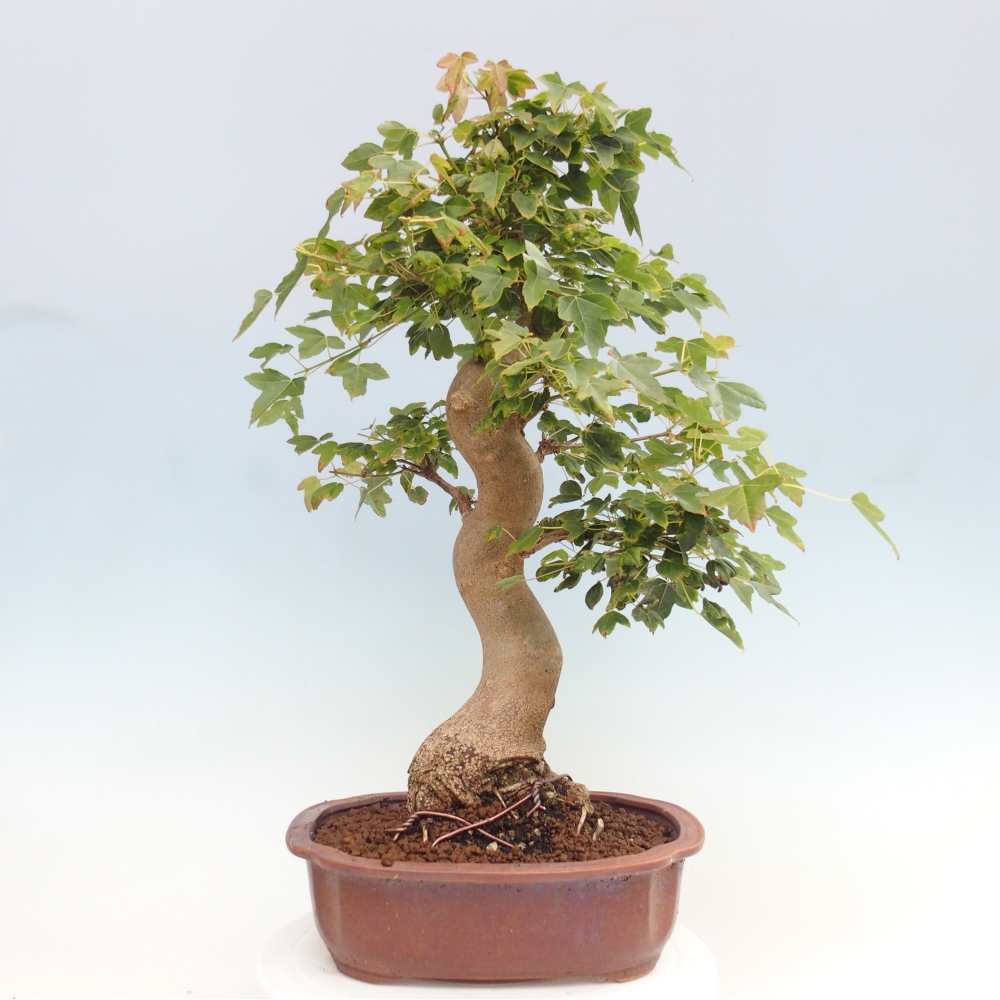 Vonkajšie bonsai - Javor Buergerianum - Javor Burgerův