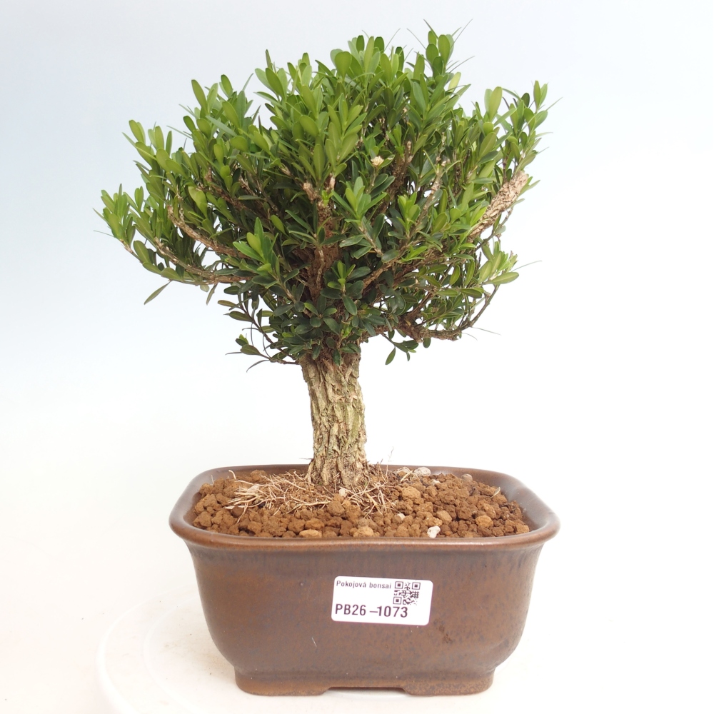 Izbové bonsaje - Buxus harlandii - korkový buxus