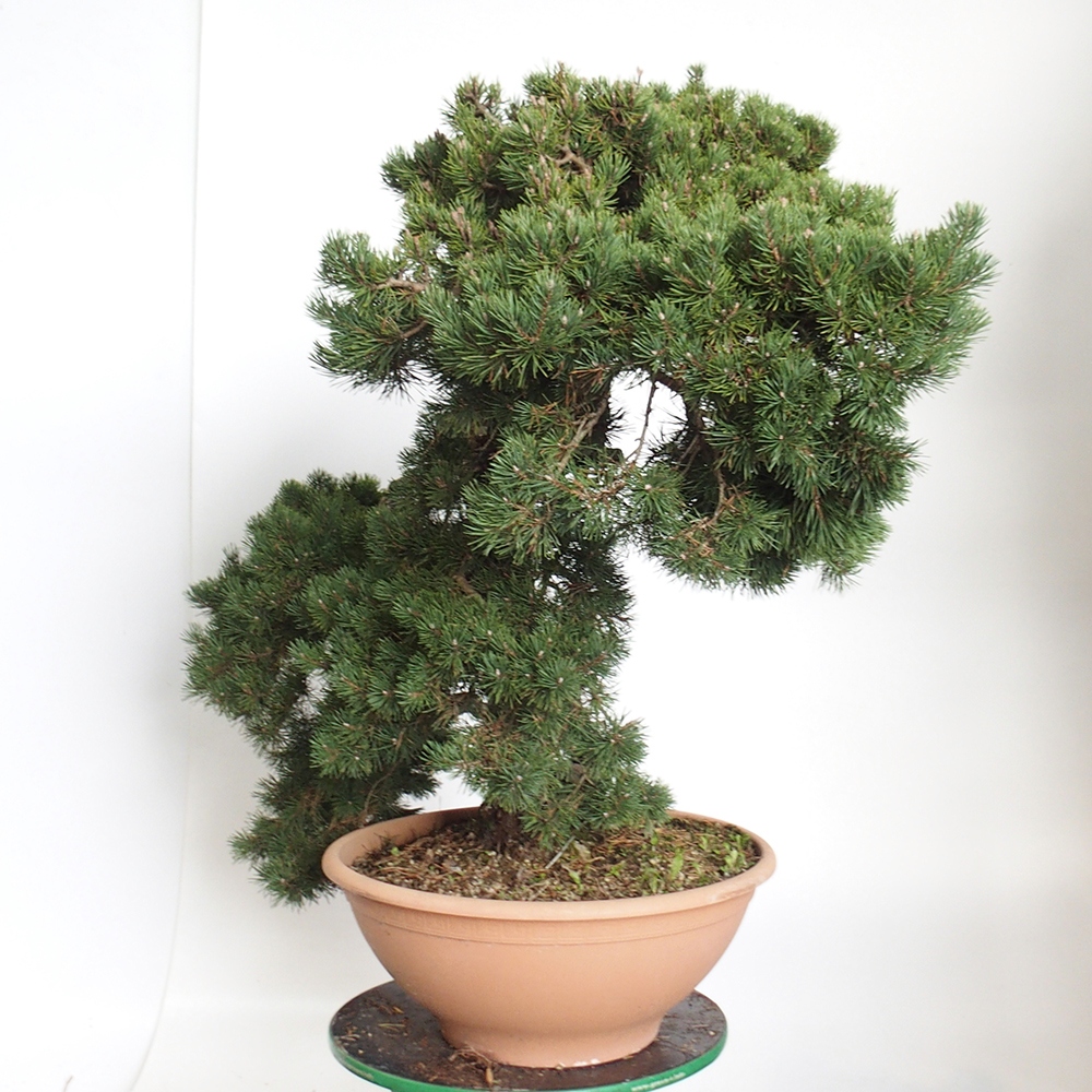 Yamadori - Pinus sylvestris Španielsko