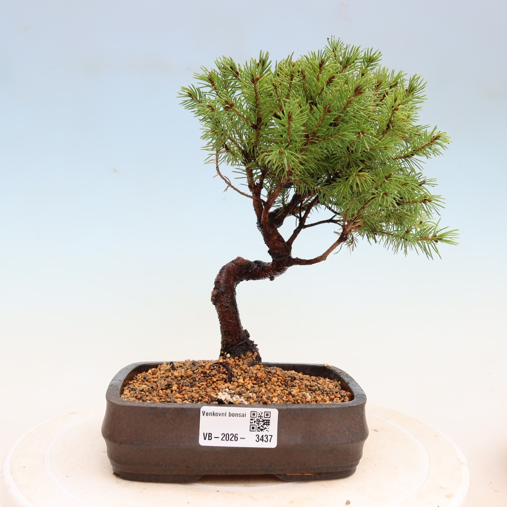 Vonkajší bonsai – Smrek sivý – Picea glauca globe