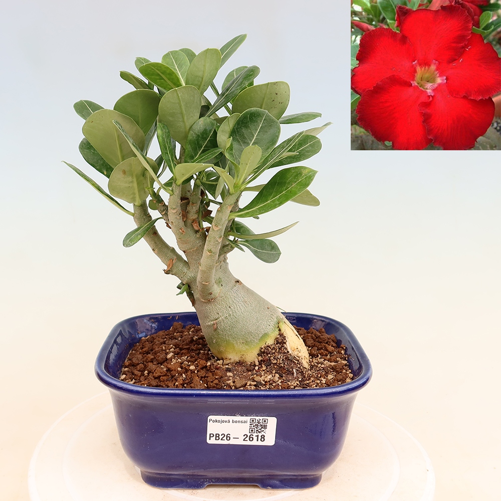 Izba bonsai – Adenium obesum Red Star – Púštna ruža