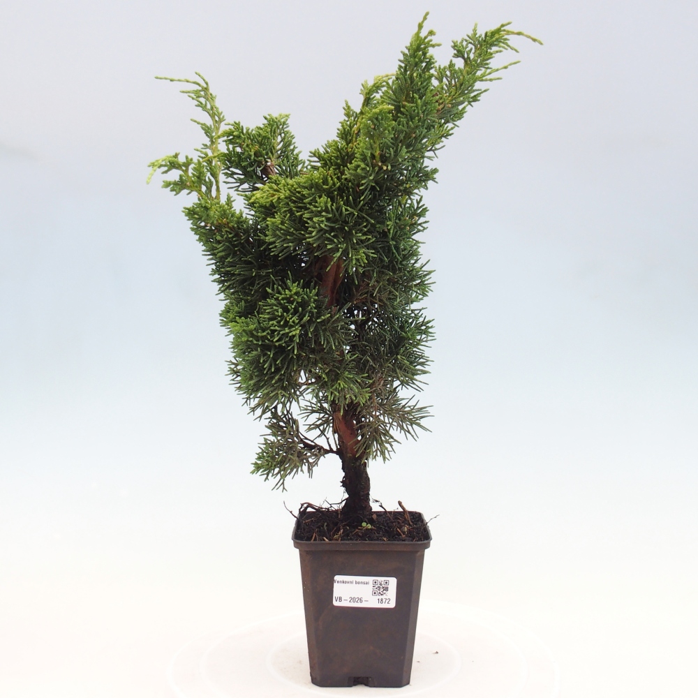 Vonkajší bonsaj - Juniperus chinensis Kishu