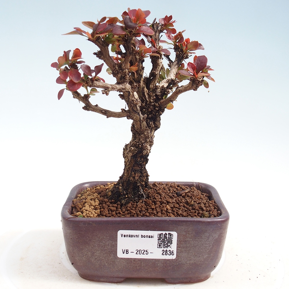 Vonkajší bonsaj - Berberis Thunbergii Bagatelle