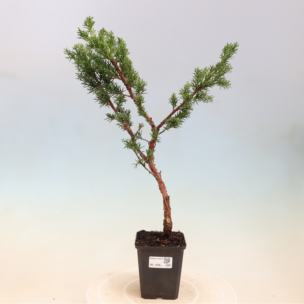 Vonkajší bonsaj - Juniperus chinensis Kishu