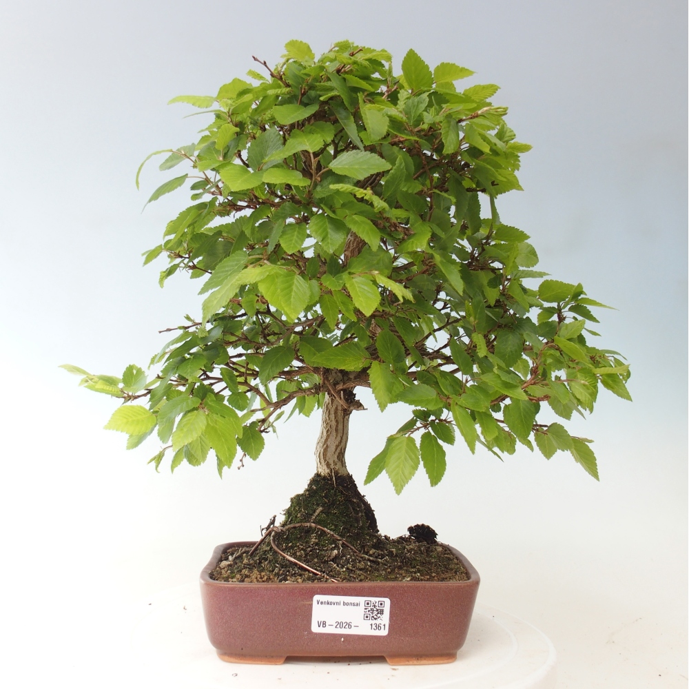 Vonkajšie bonsaje -Carpinus CARPINOIDES - Hrab kórejský