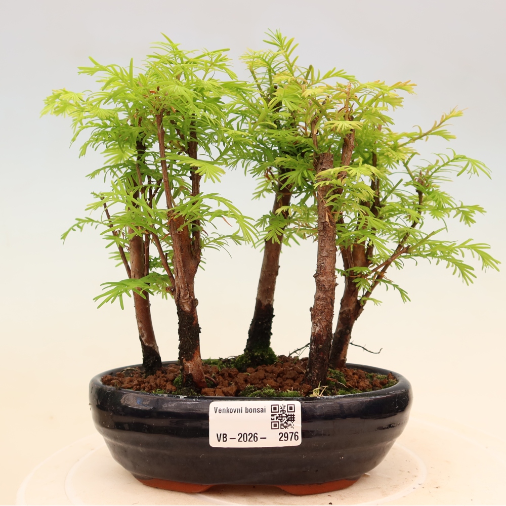 Vonkajší bonsai – Metasequoia glyptostroboides – čínska metasekvoja – hájik