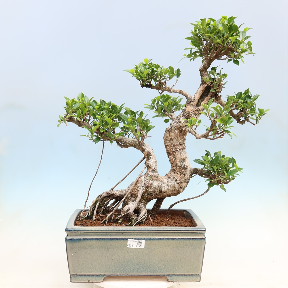 Izbové bonsaje - Ficus kimmen - drobnolistý fikus