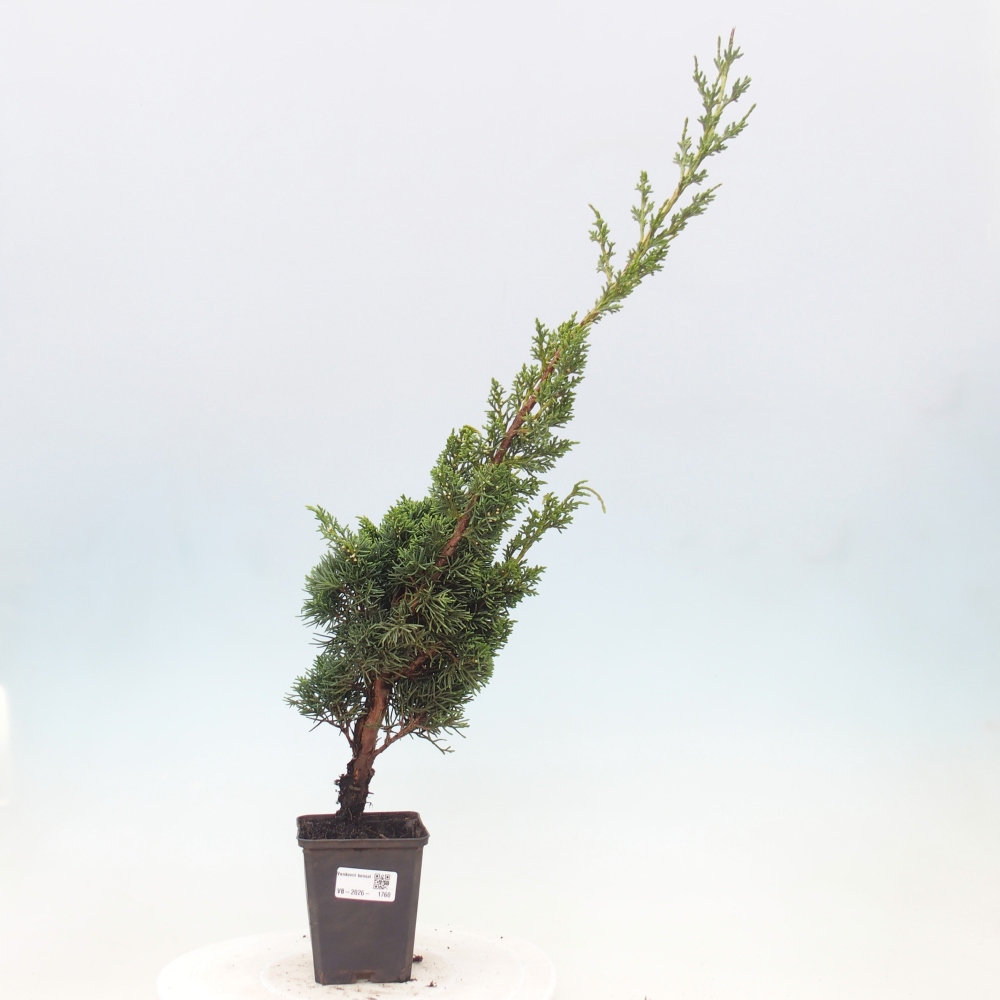 Vonkajší bonsaj - Juniperus chinensis Kishu