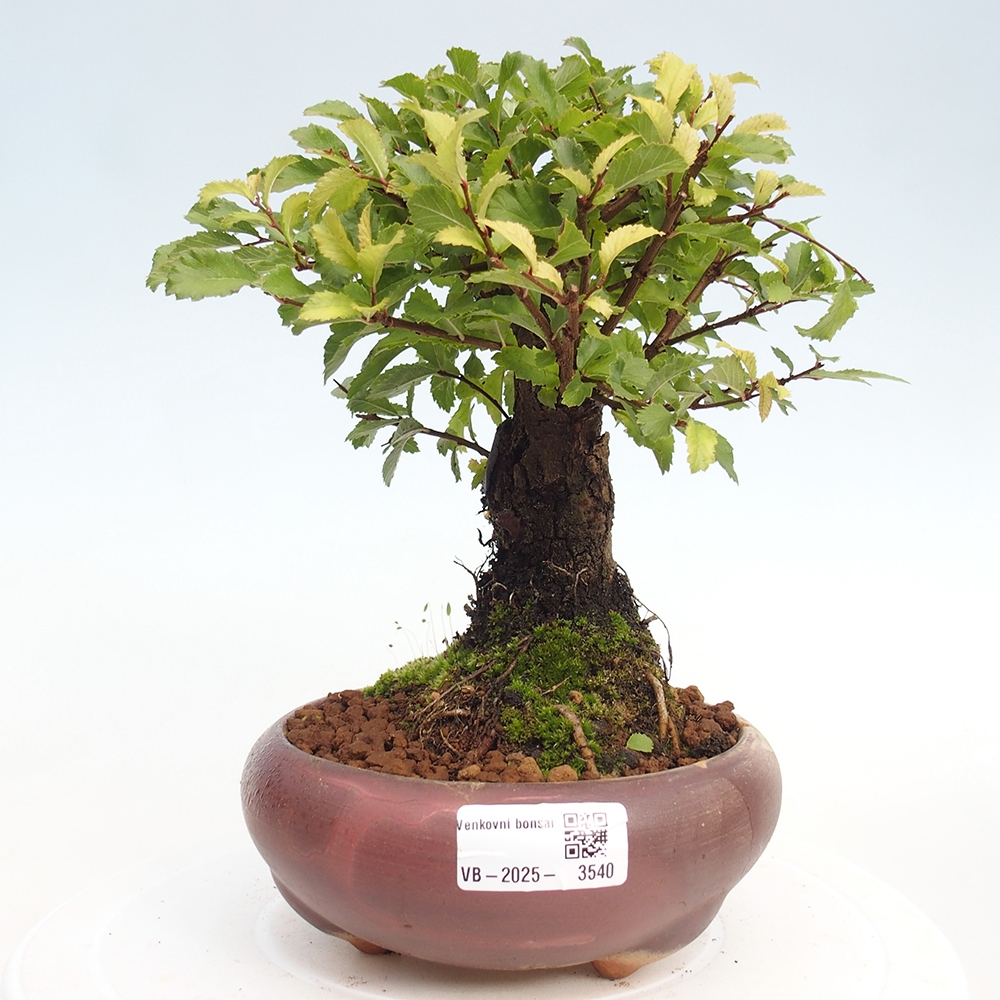 Vonkajšie bonsai - Zelkova - Zelkova Nirom