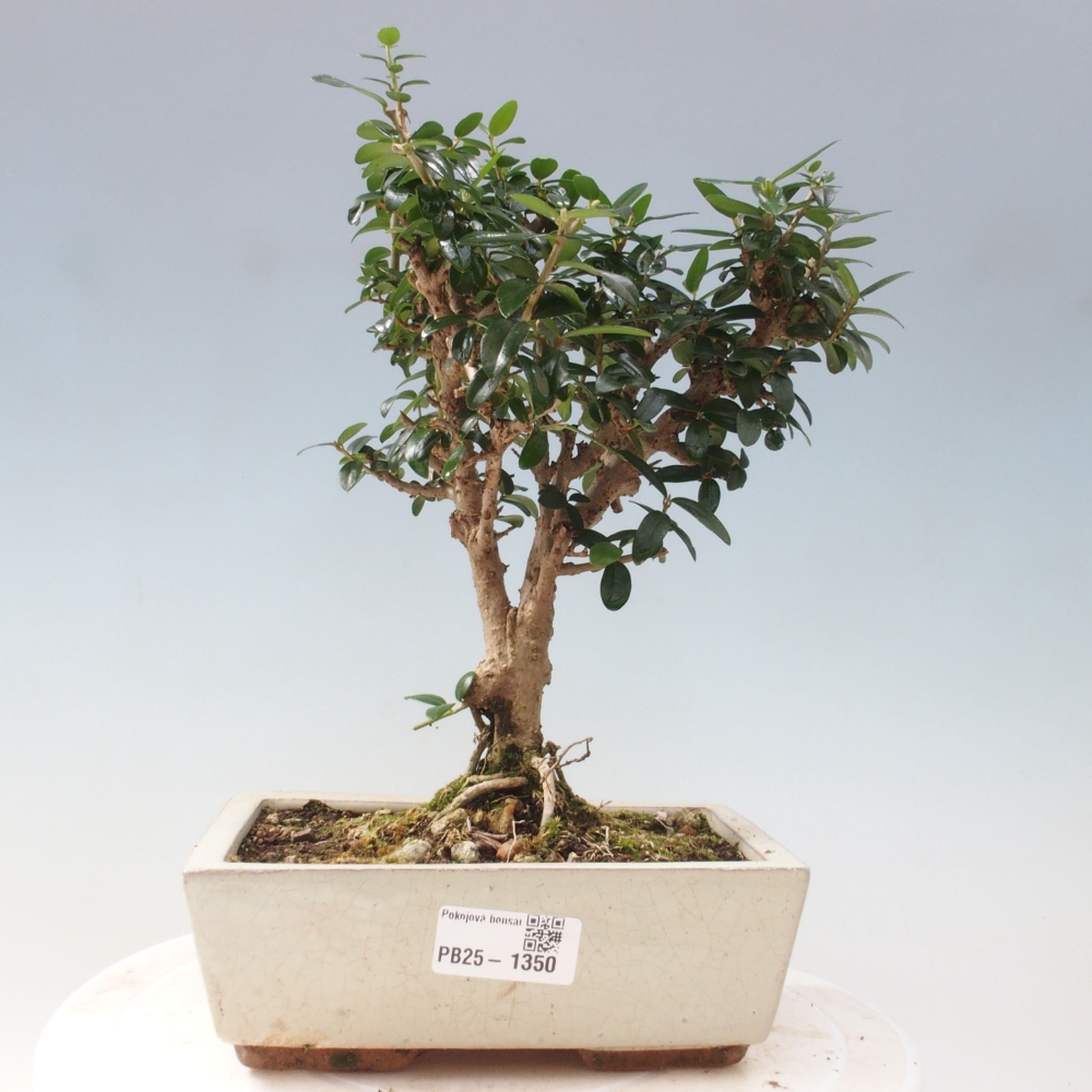 Izbová bonsai - Olea europaea sylvestris -Oliva evropská drobnolistá