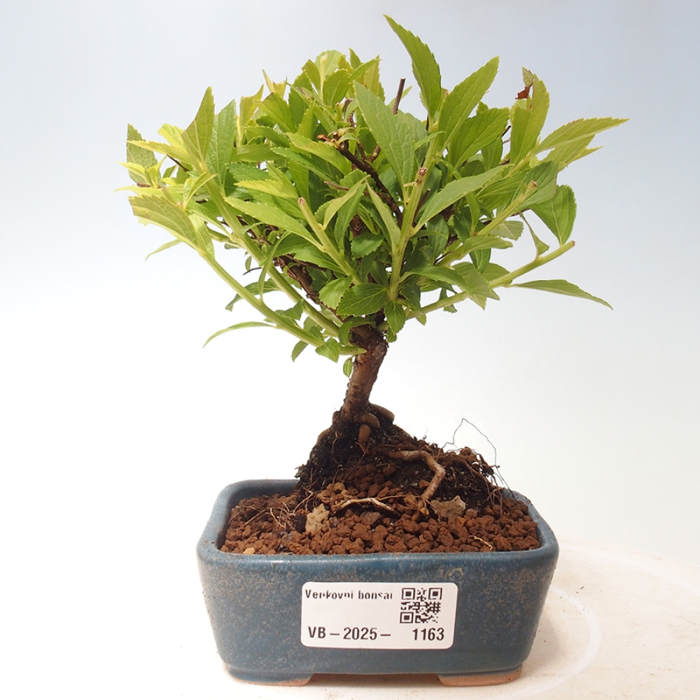 Vonkajší bonsai -malolistý tavoľník - Spirea japonica GENPSI