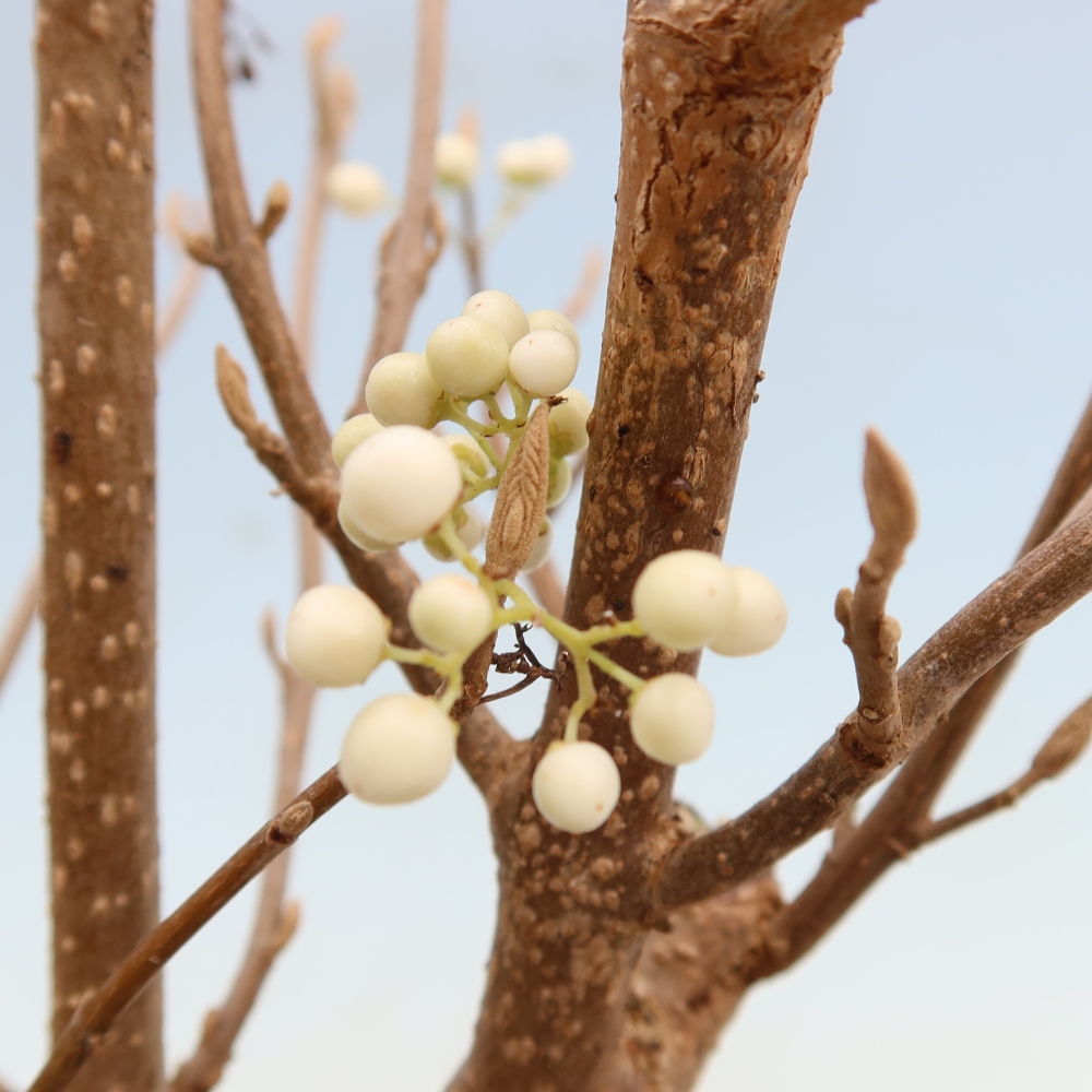 Vonkajší bonsai – Callicarpa bodinieri Snowqueen – krásnoplodka