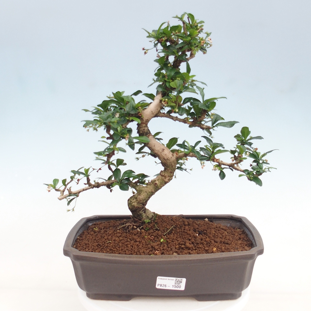Izbové bonsaje - Carmona macrophylla - Tea fuki