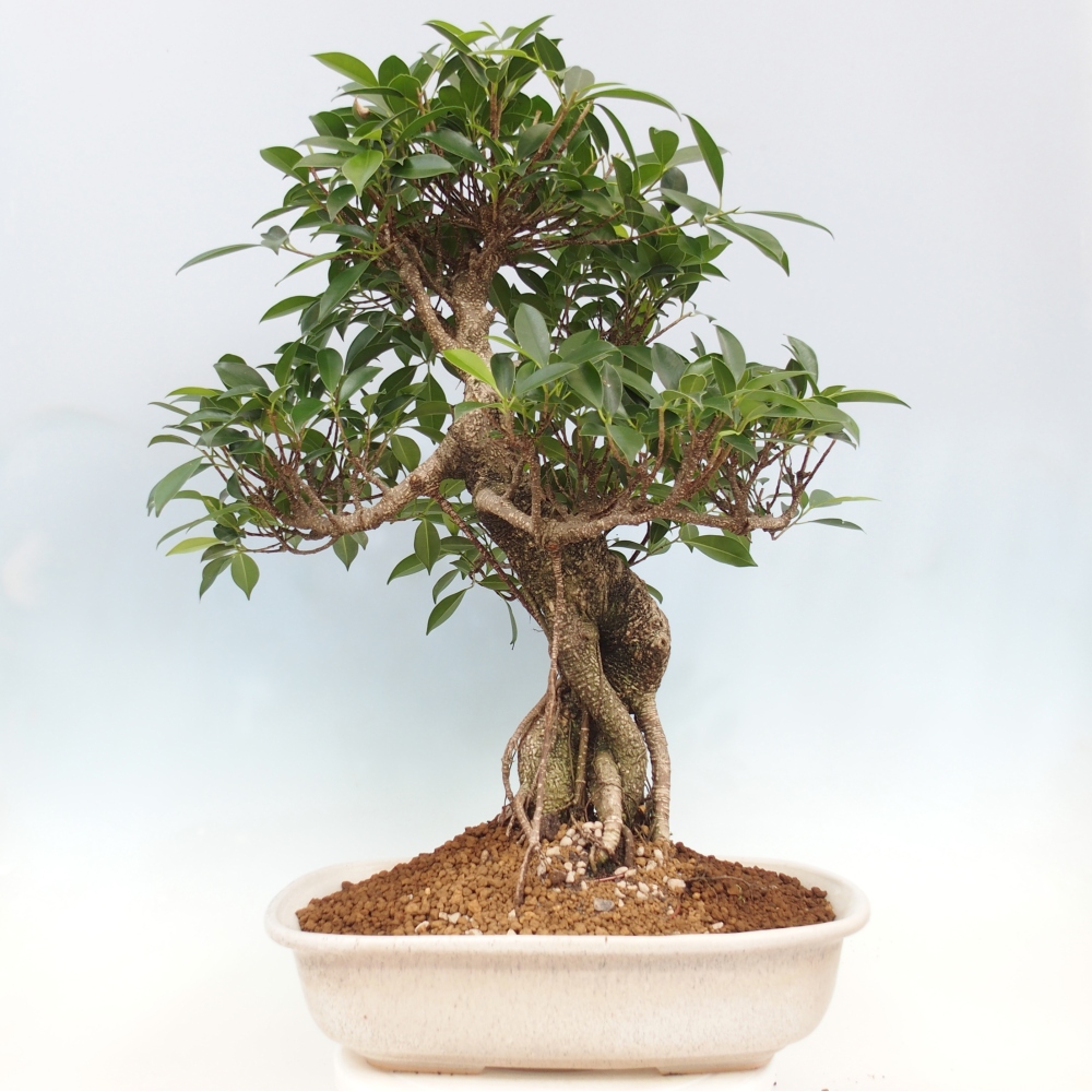 Izbový bonsaj - Ficus kimmen - drobnolistý fikus - len osobný odber alebo preprava na paletách
