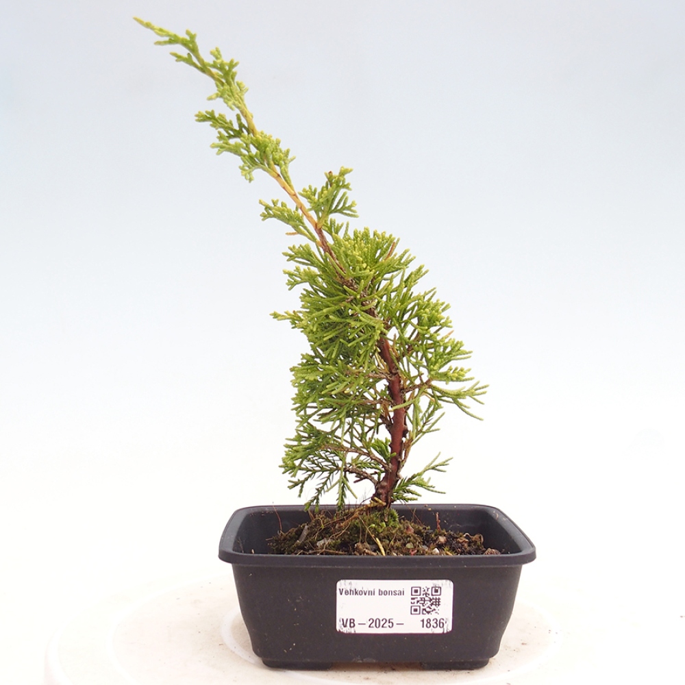 Vonkajší bonsai - Juniperus chinensis Itoigawa -Jalovec čínsky
