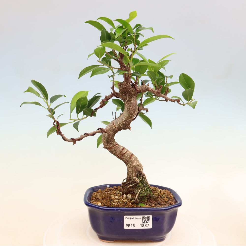Izbový bonsaj - Ficus retusa - drobnolistý fikus