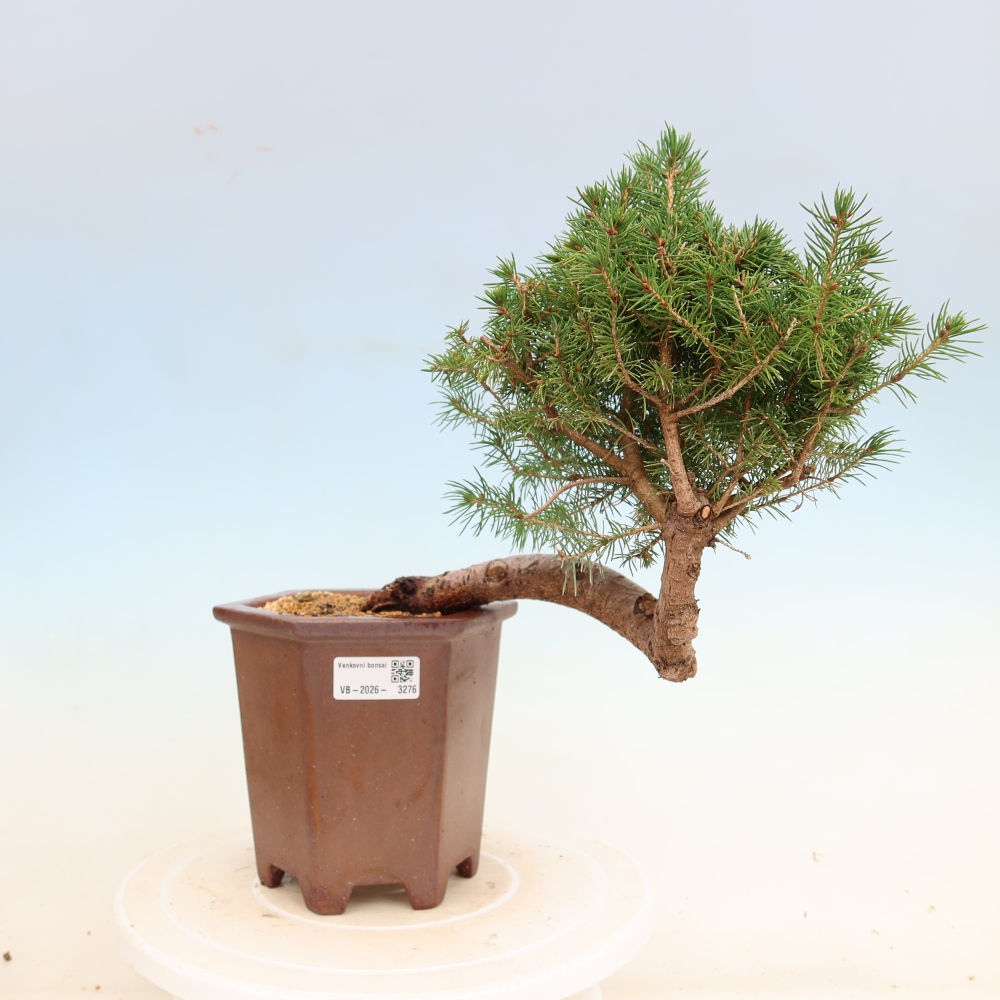 Vonkajší bonsai – Smrek sivý – Picea glauca globe