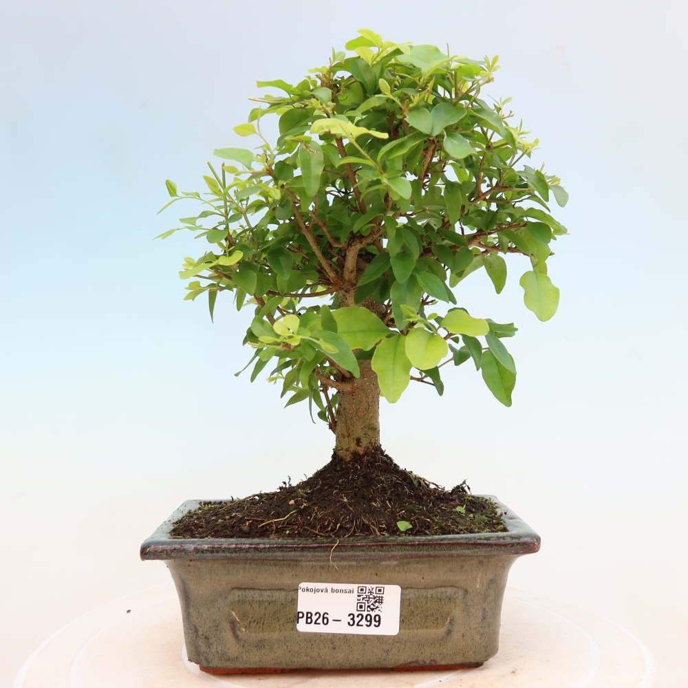 Izbový bonsaj -Ligustrum chinensis - Vtáčí zobák