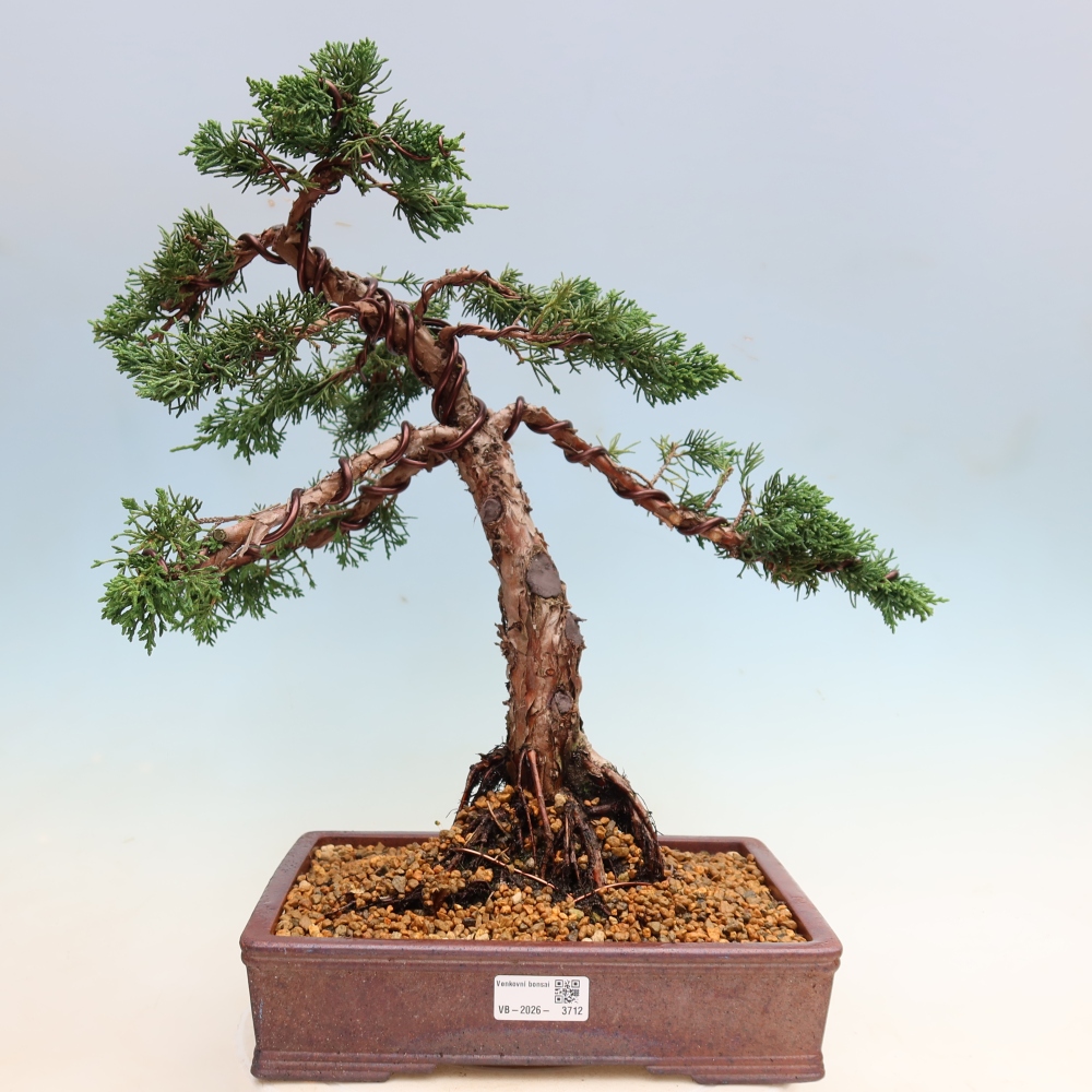 Vonkajší bonsaj - Juniperus chinensis Kishu