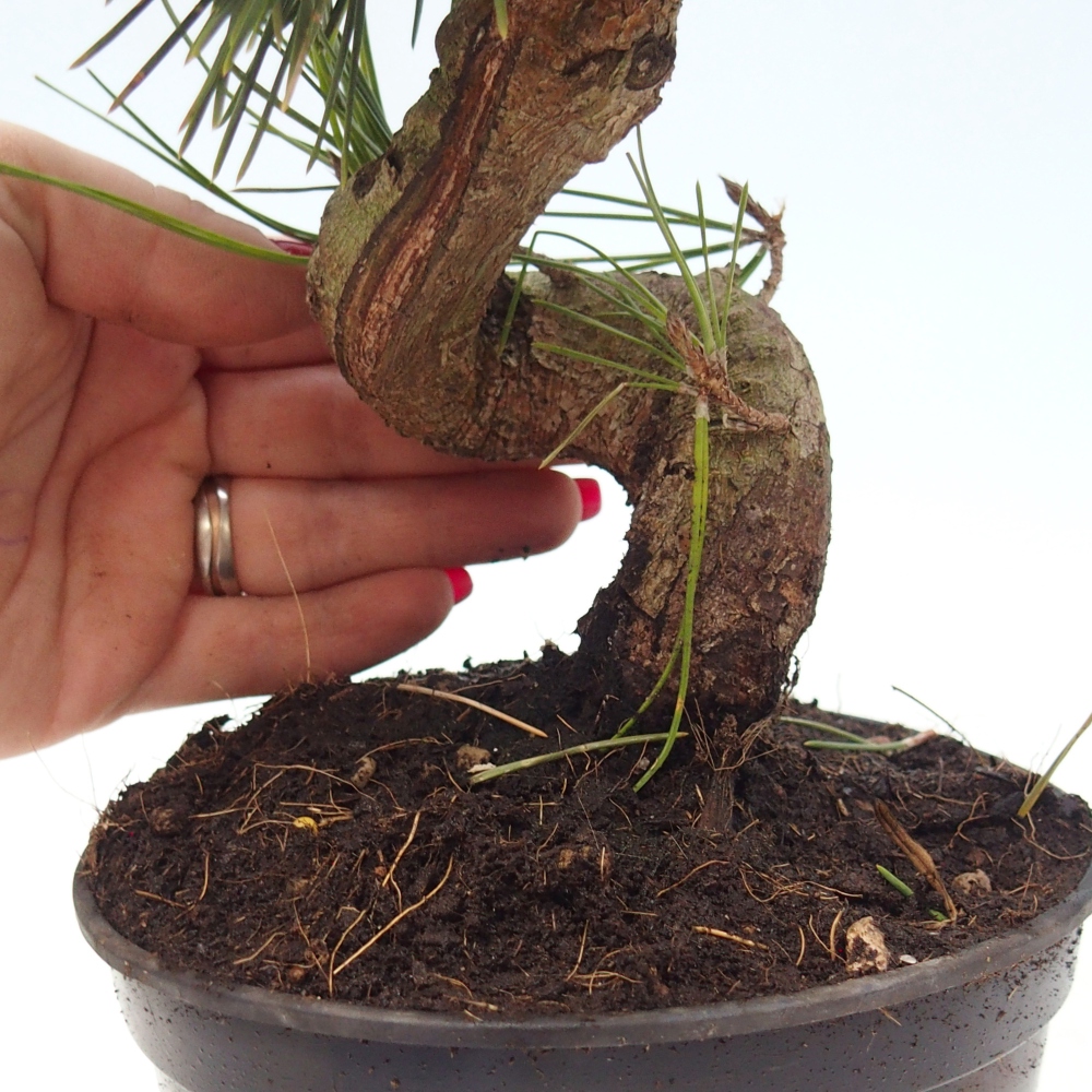 Vonkajšie bonsaje - Pinus thunbergii senjyumaru - borovica Thunbergova