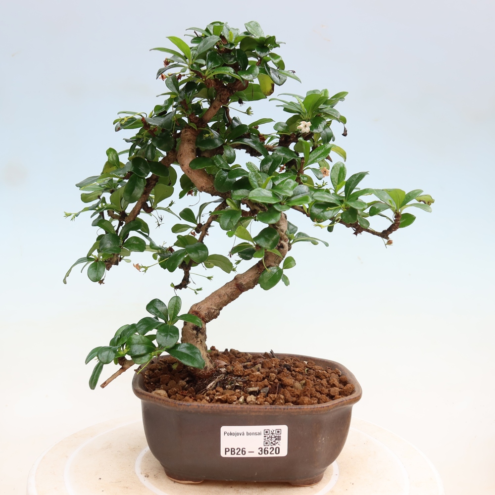 Izbové bonsaje - Carmona macrophylla - Tea fuki