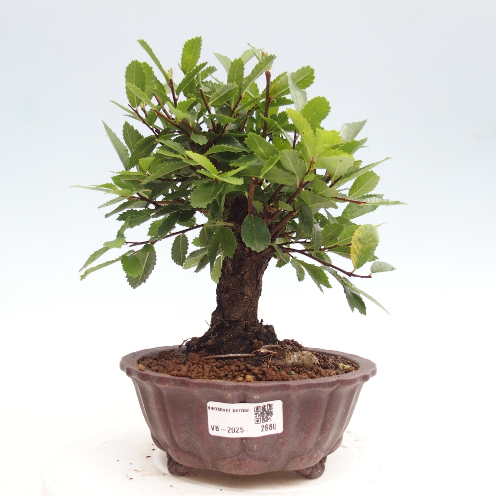 Vonkajšie bonsai - Zelkova - Zelkova Nirom