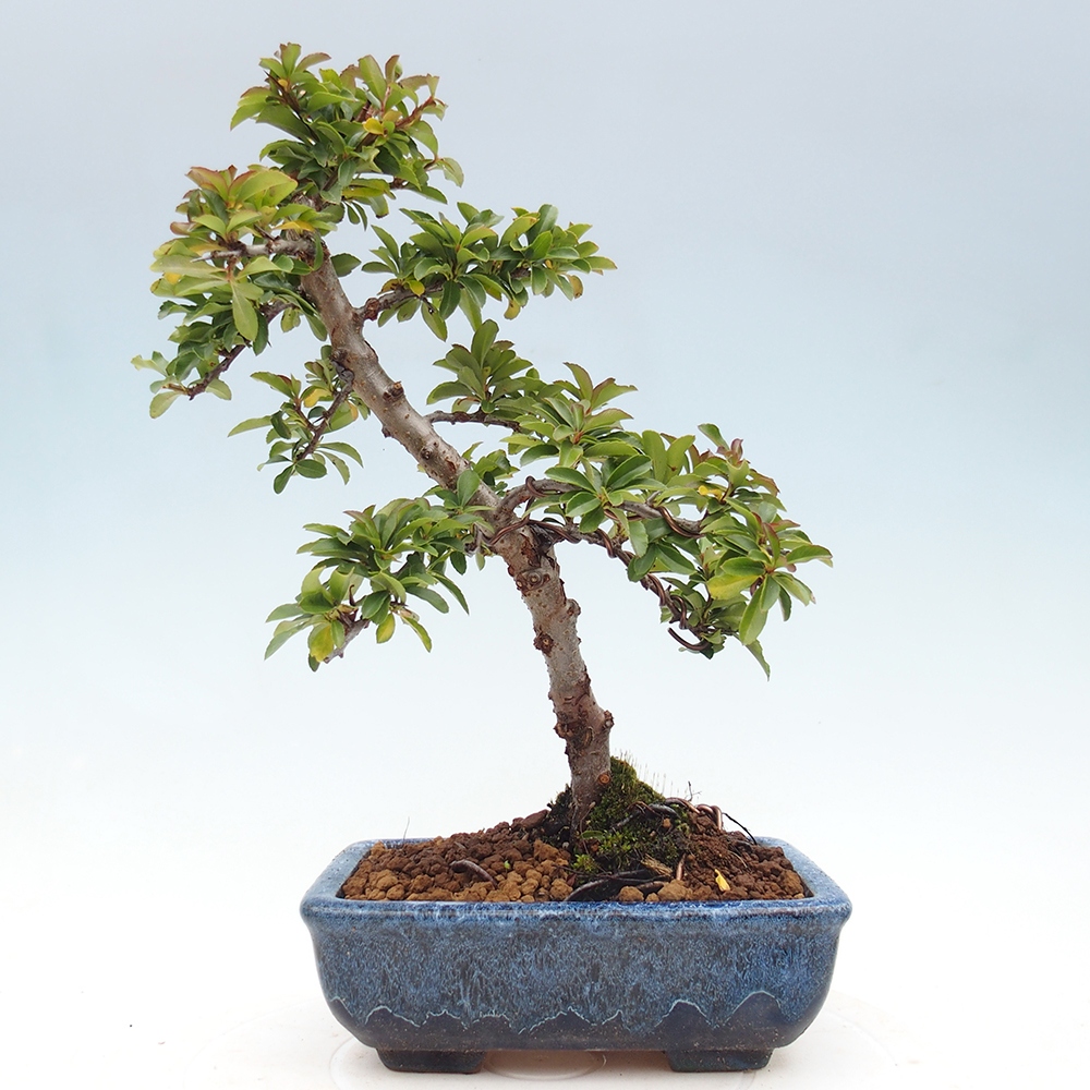 Vonkajšia bonsai-Pyracanta Teton -Hlohyně