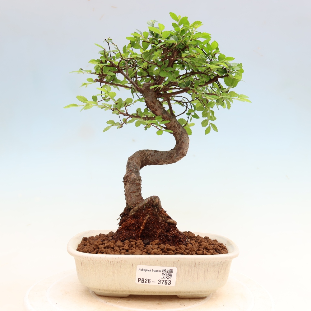 Izbový bonsaj - Ulmus parvifolia - brest malolistý