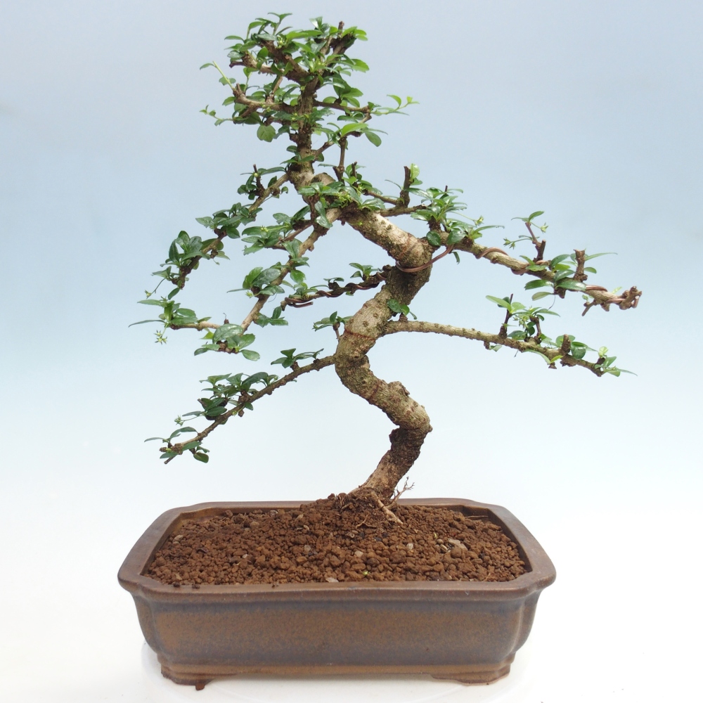 Izbové bonsaje - Carmona macrophylla - Tea fuki