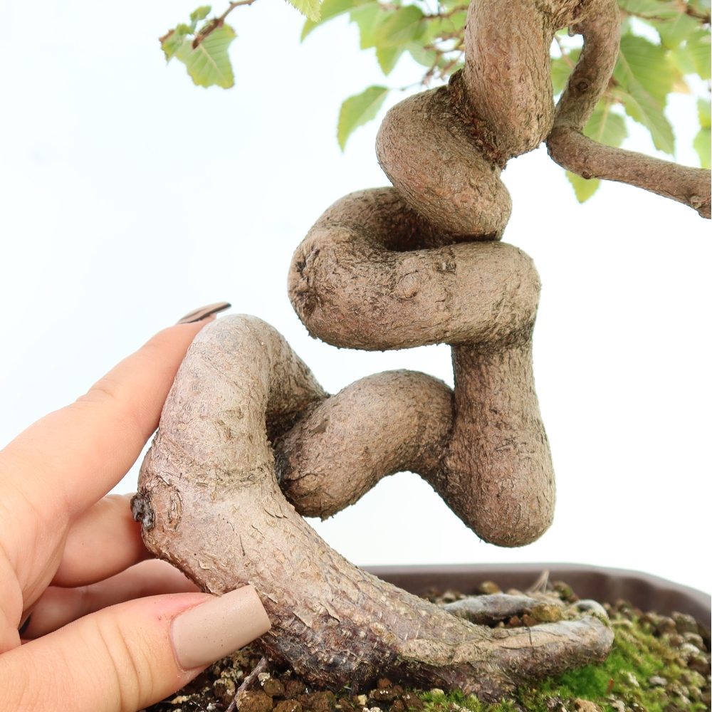 Vonkajšie bonsaje -Carpinus CARPINOIDES - Hrab kórejský
