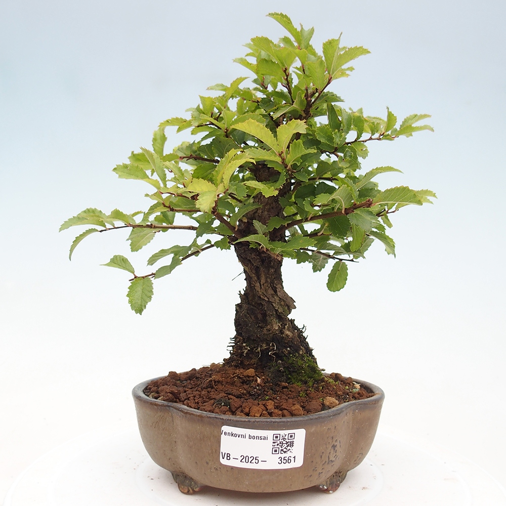Vonkajšie bonsaje - Zelkova - Zelkova NIRE