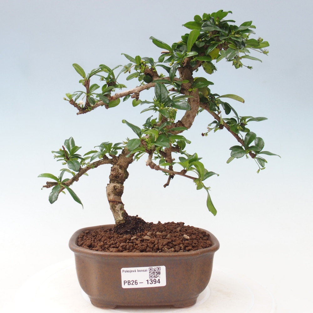 Izbové bonsaje - Carmona macrophylla - Tea fuki