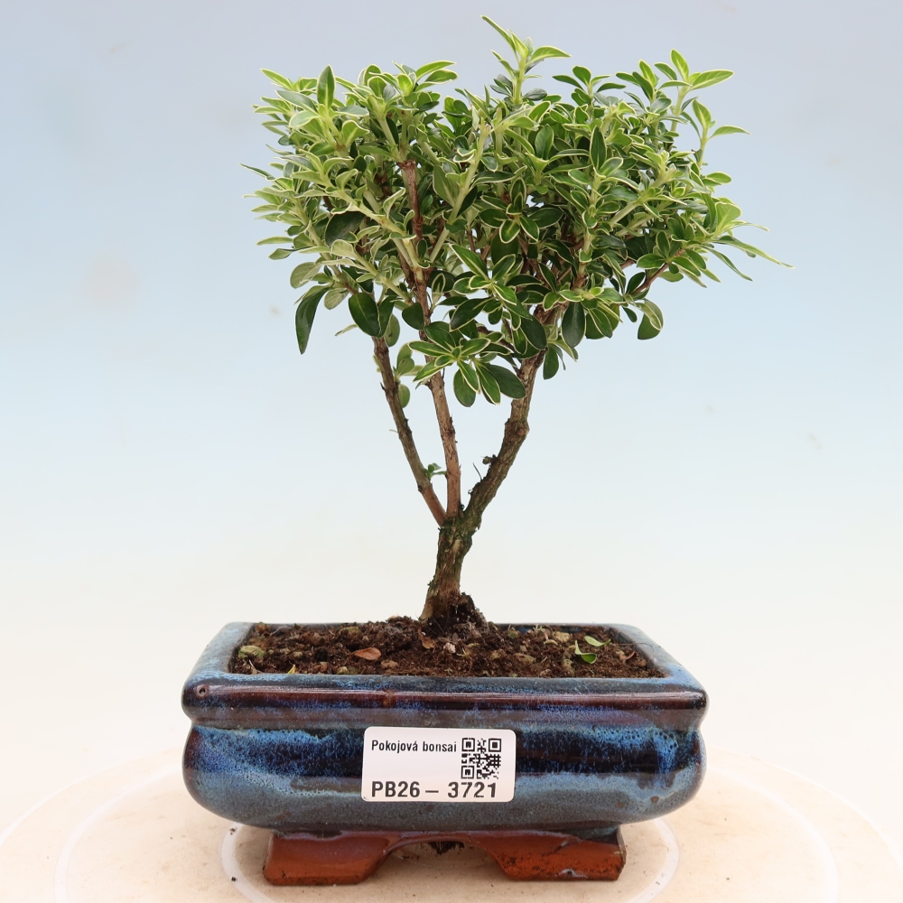 Izba bonsai – Serissa foetida Variegata – Strom tisíc hviezd