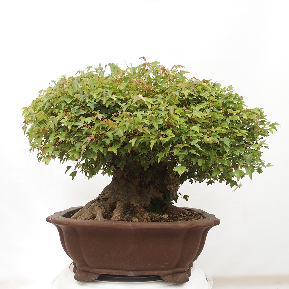 Vonkajšie bonsai - Javor Buergerianum - Javor Burgerův