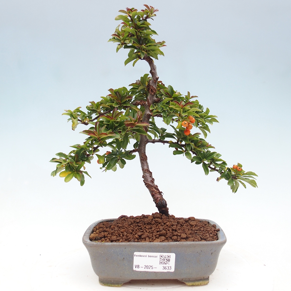 Vonkajšie bonsaje-Pyracantha Teton -Hlox
