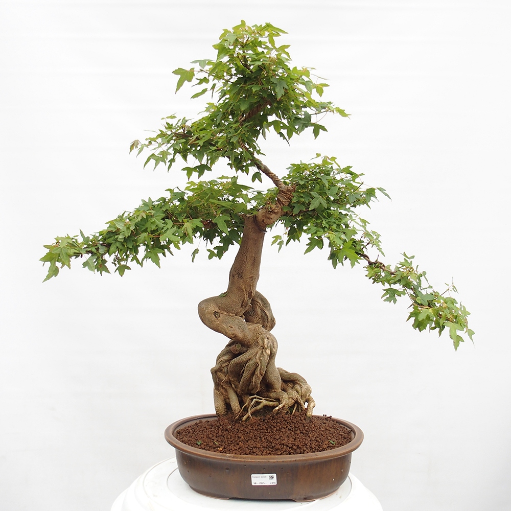 Vonkajšie bonsai - Javor Buergerianum - Javor Burgerův