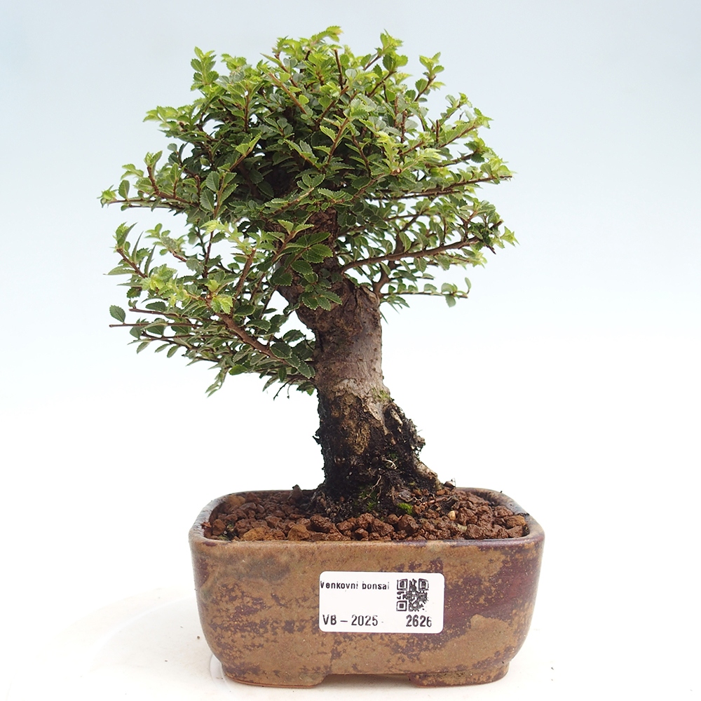 Vonkajší bonsai - Ulmus parvifolia Hokkaido - brest Čínsky