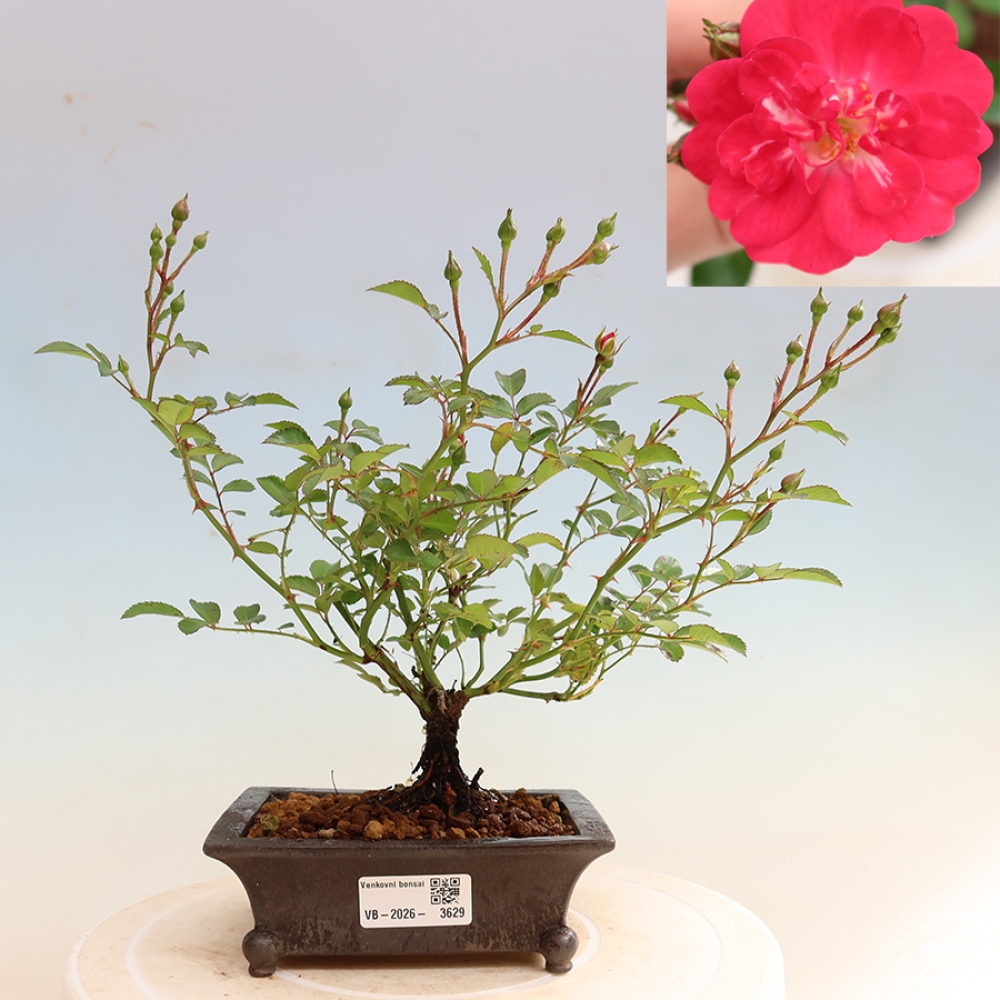 Vonkajšie bonsaje – Rosa Kordes – ruže