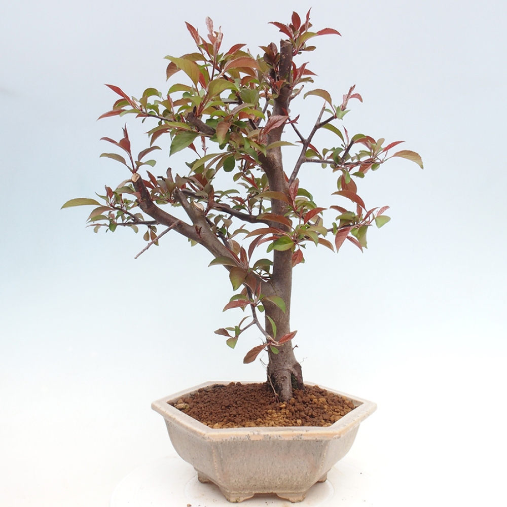 Vonkajší bonsai -Malus domestica - Maloplodá jabloň červenolistá
