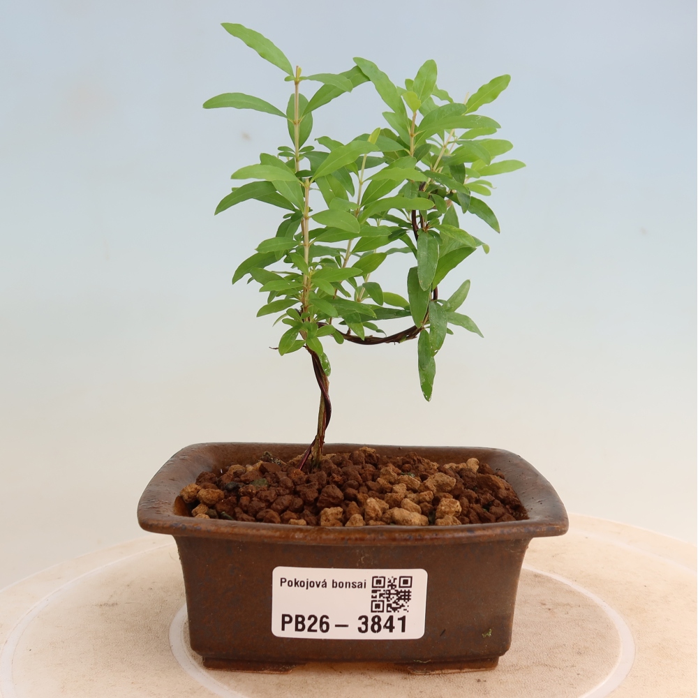 Izbový bonsaj-PUNICA granatum nana-Granátové jablko