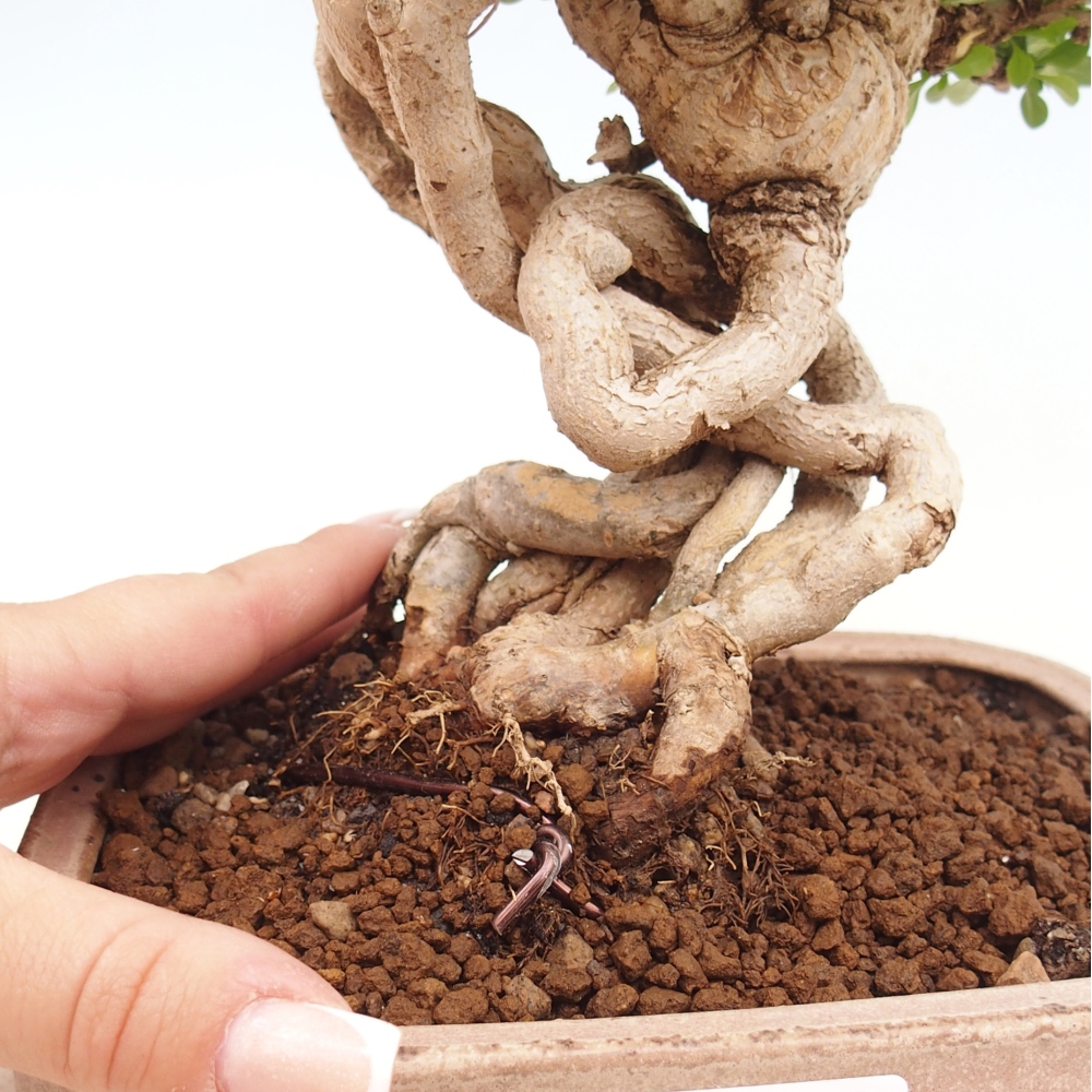 Vonkajšie bonsaje - Berberis coreana