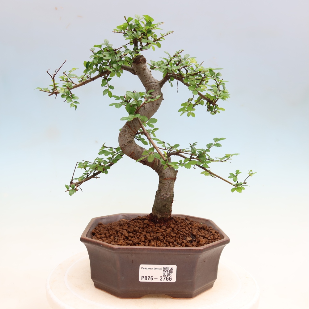 Izbový bonsaj - Ulmus parvifolia - brest malolistý