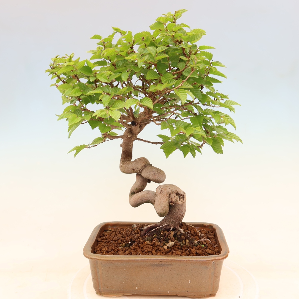 Vonkajší bonsaj -Carpinus coreana - Hrab kórejský