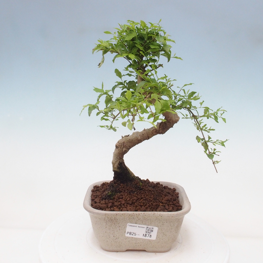 Izbová bonsai -Ligustrum chinensis - Vtáčí zob