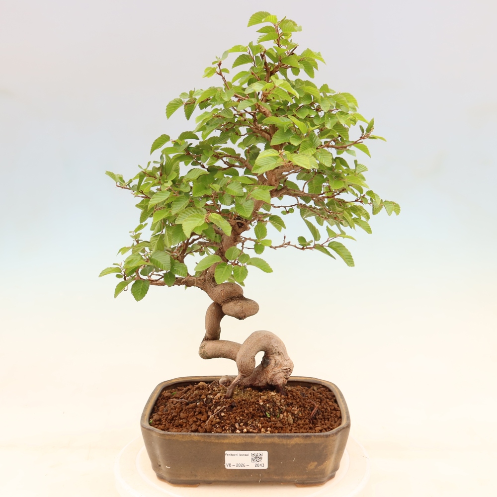 Vonkajší bonsaj -Carpinus coreana - Hrab kórejský