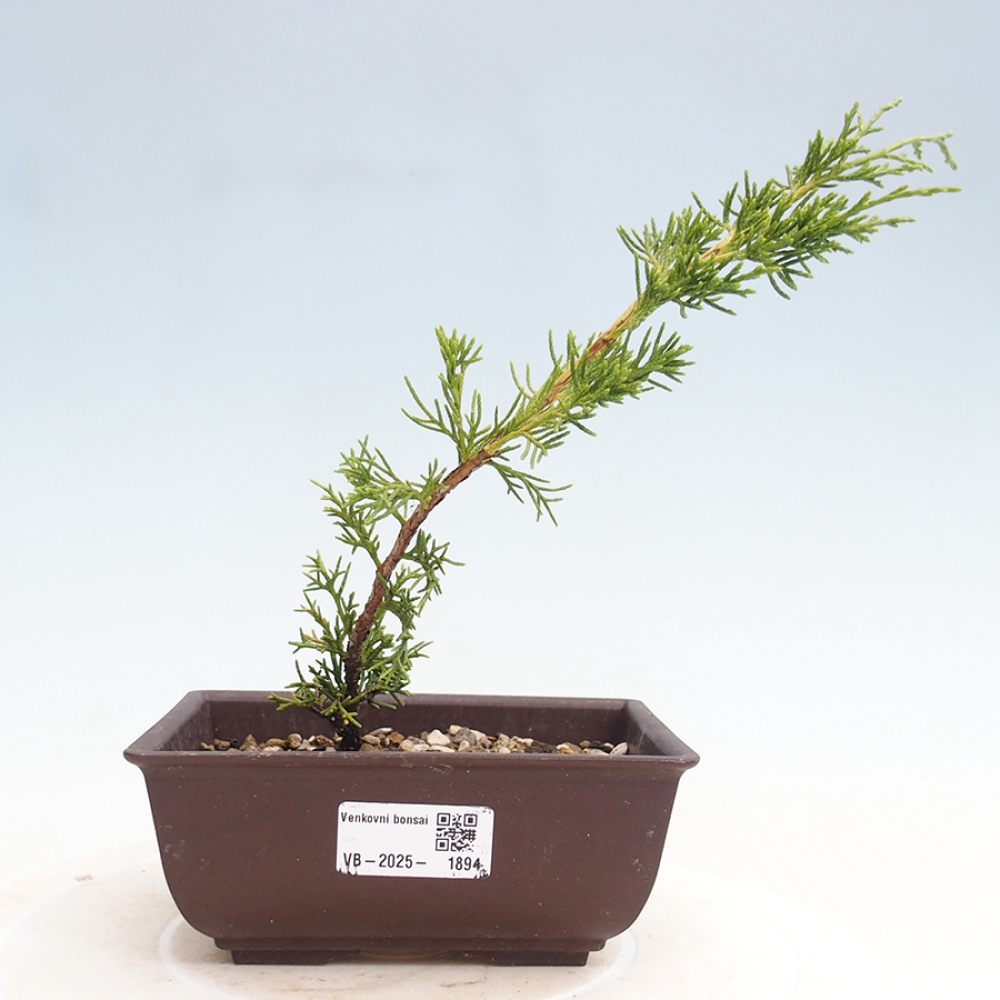 Vonkajší bonsai - Juniperus chinensis Itoigawa -Jalovec čínsky