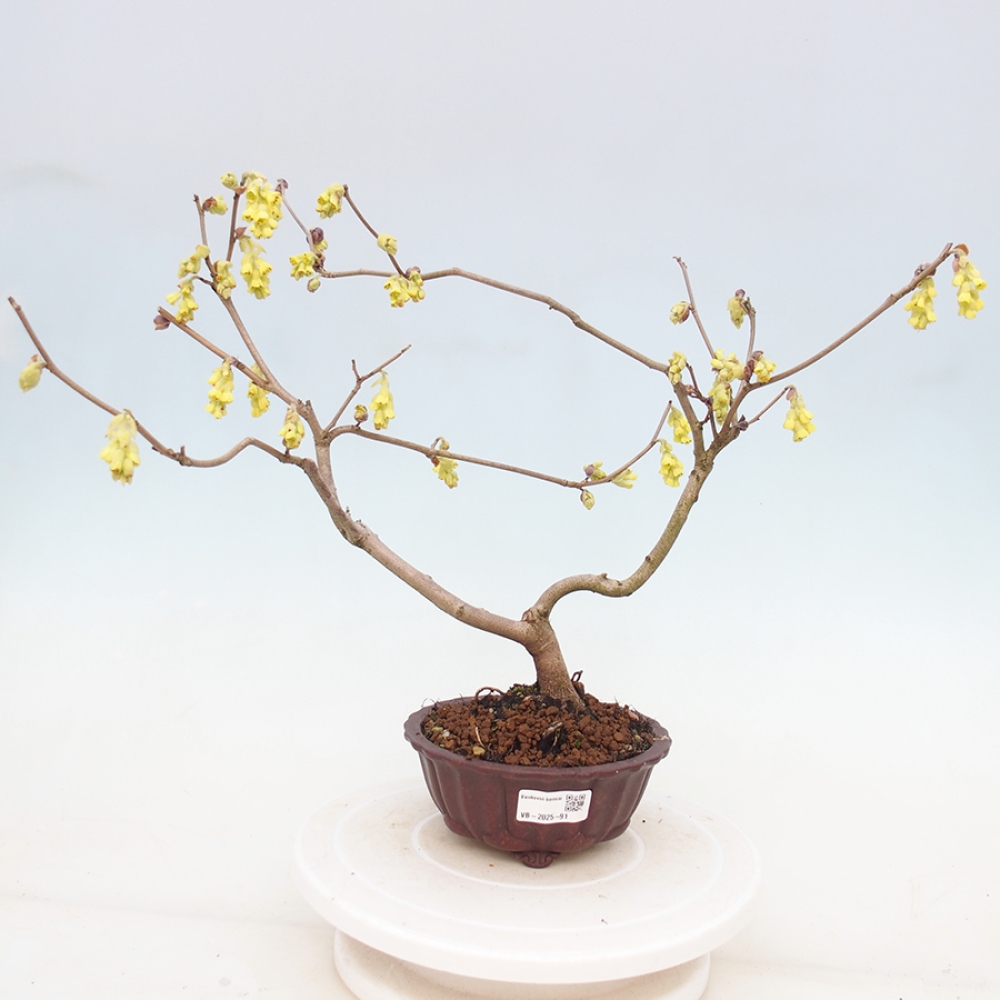 Vonkajší bonsai - Lieskovec - Corylopsis Spicata
