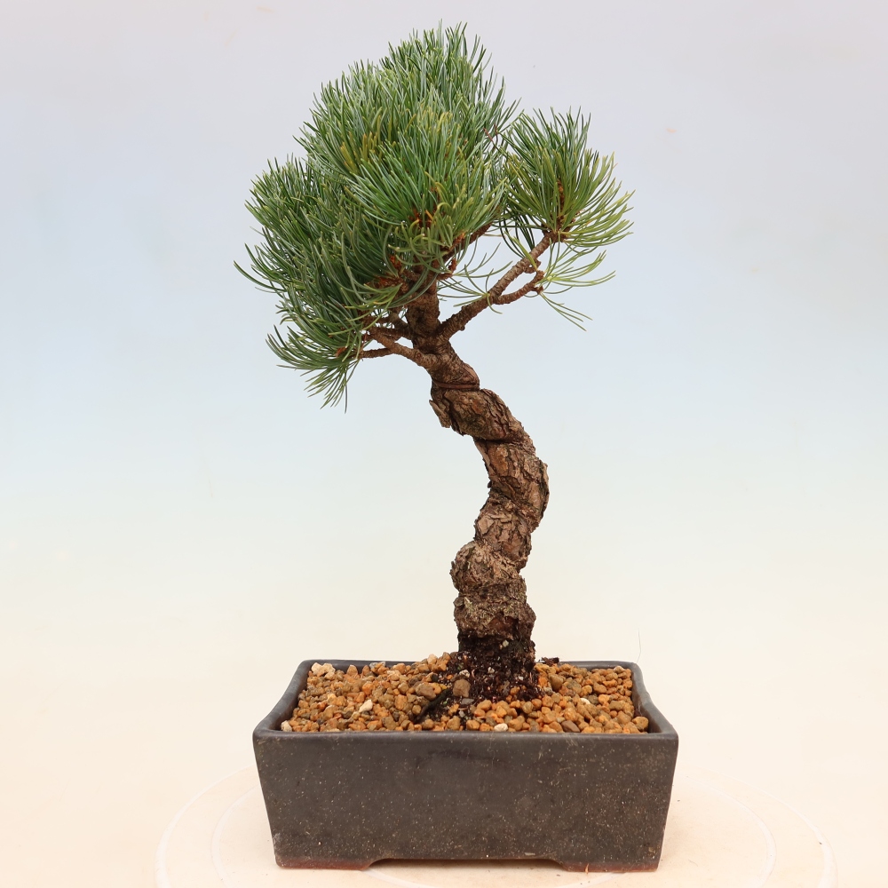 Vonkajšie bonsaje - Pinus parviflora - Pinus parviflora
