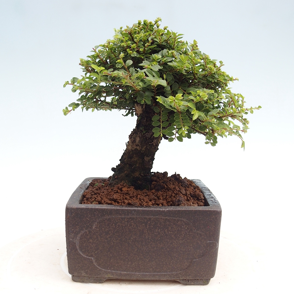 Vonkajší bonsai - Ulmus parvifolia Hokkaido - brest Čínsky
